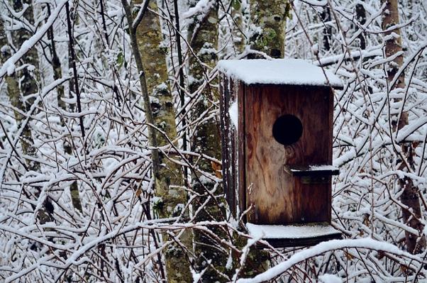 Image d'une cabane d'oiseau dans un arbre