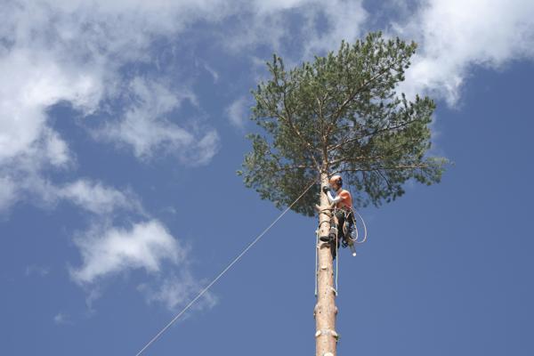 Élévation de la canopée arboricole