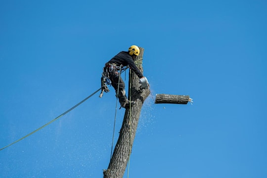 Démantèlement et abattage d'un arbre effectué par sections successives