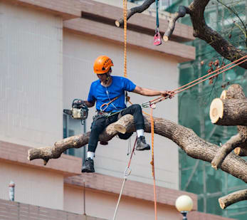 Ébranchage méticuleux d'un arbre en cours d'intervention
