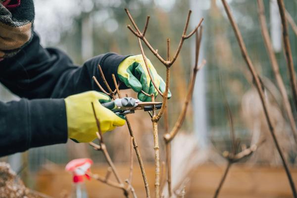 Taille structurelle d'un arbre en développement
